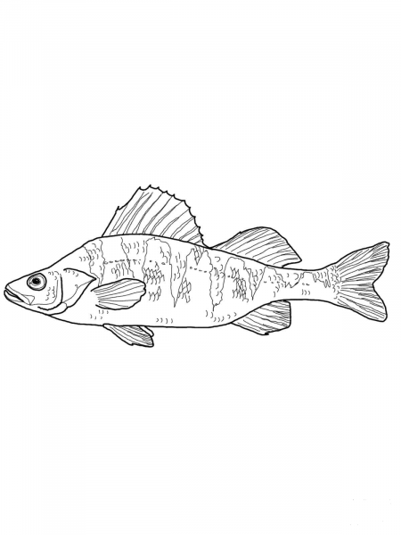 Maryland Yellow Perch coloring page image