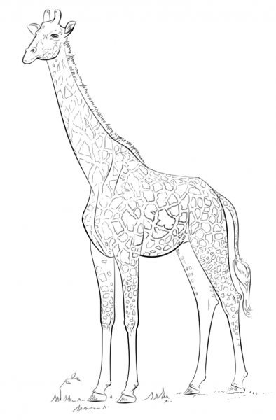 Masai giraffe coloring page image