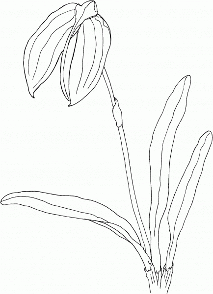 Masdevallia Coccinea Orchid coloring page image