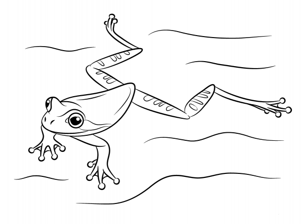 Masked Tree Frog Swimming coloring page image