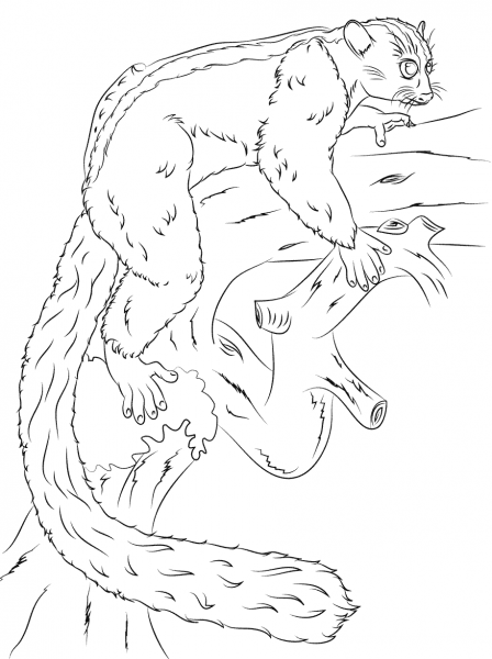 Masoala Fork Crowned Lemur coloring page image