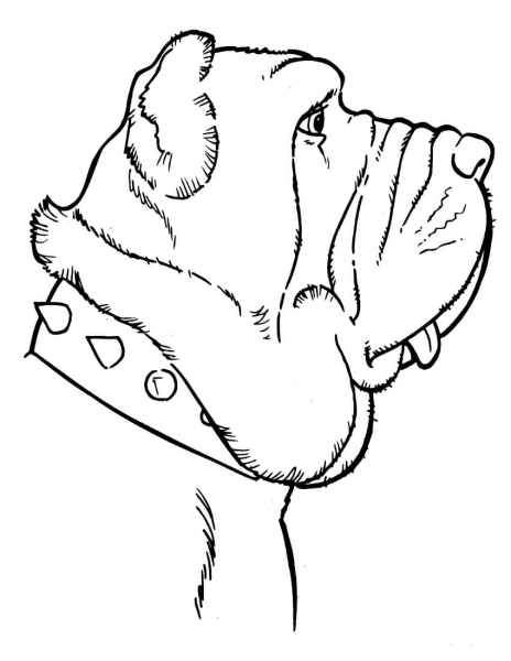 Mastiff coloring page image