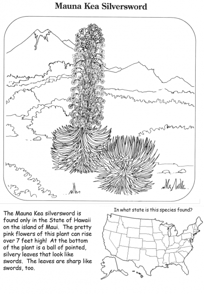 Mauna Kea Silversword coloring page image