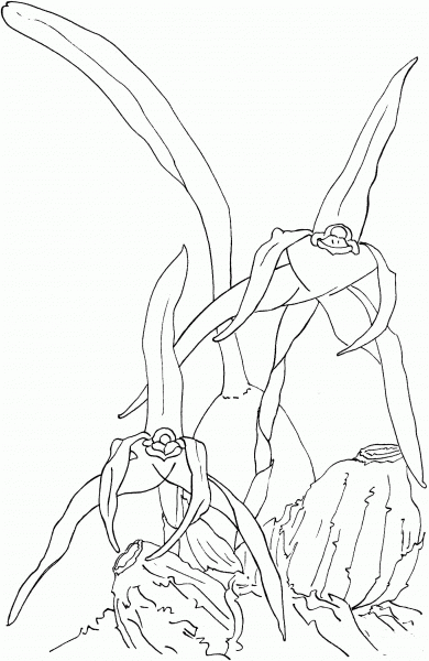 Maxillaria Nigrescens Orchid coloring page image