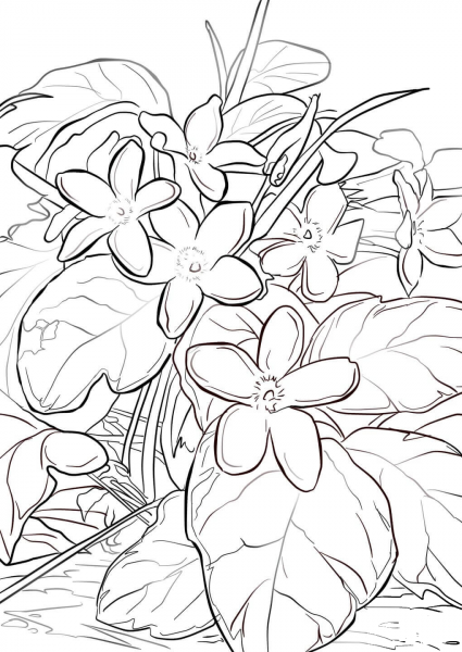 Mayflower coloring page image