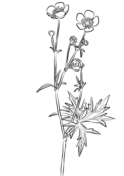 Meadow Buttercup, Ranunculus Acris coloring page image