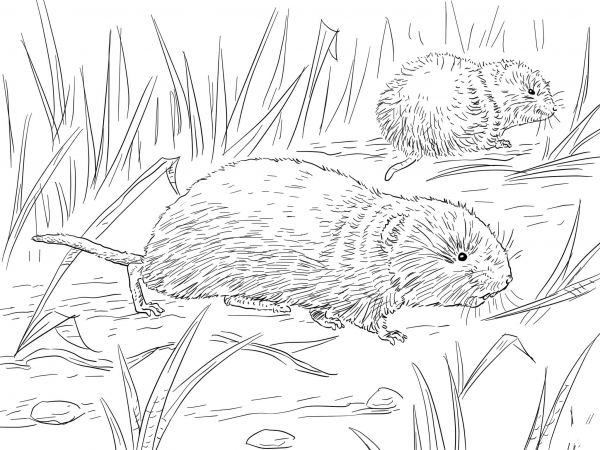 Meadow Vole coloring page image