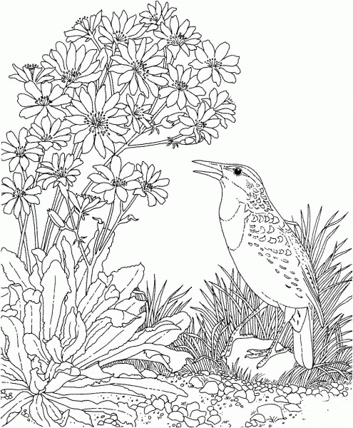 Meadowlark and Bitterroot Montana State Bird and Flower coloring page image