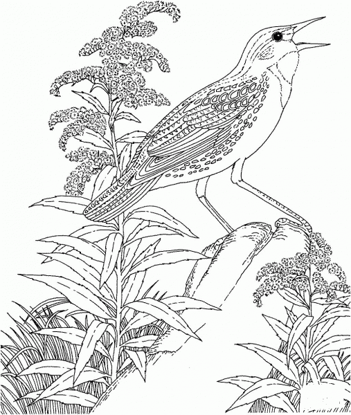 Meadowlark and Goldenrod Nebraska State Bird and Flower coloring page image
