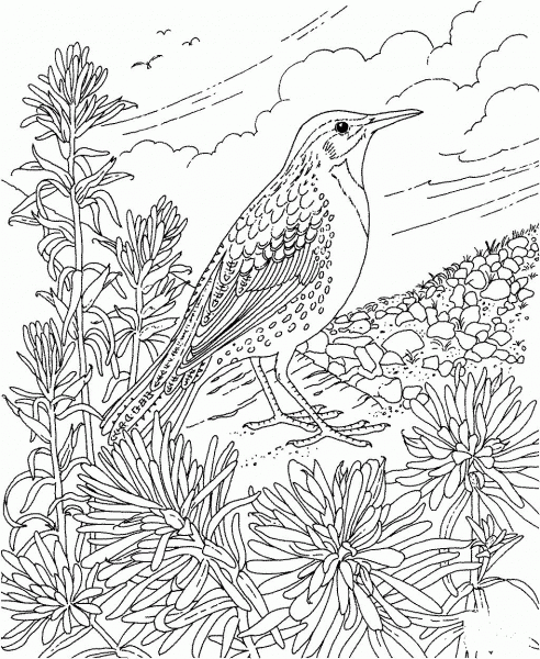 Meadowlark and Indian Paintbrush Wyoming State Bird and Flower coloring page image