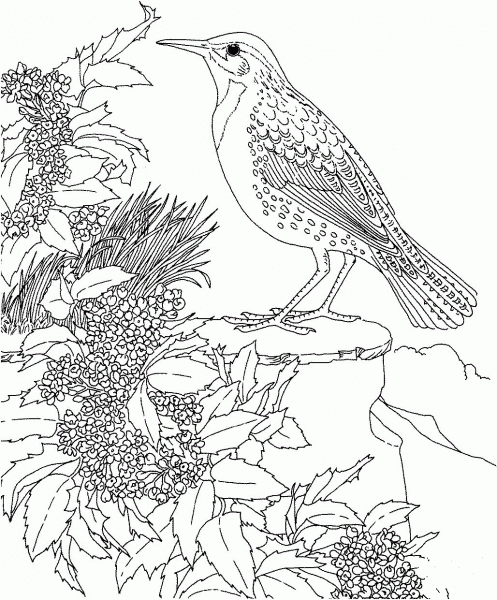 Meadowlark and Oregon Grape State Bird and Flower coloring page image