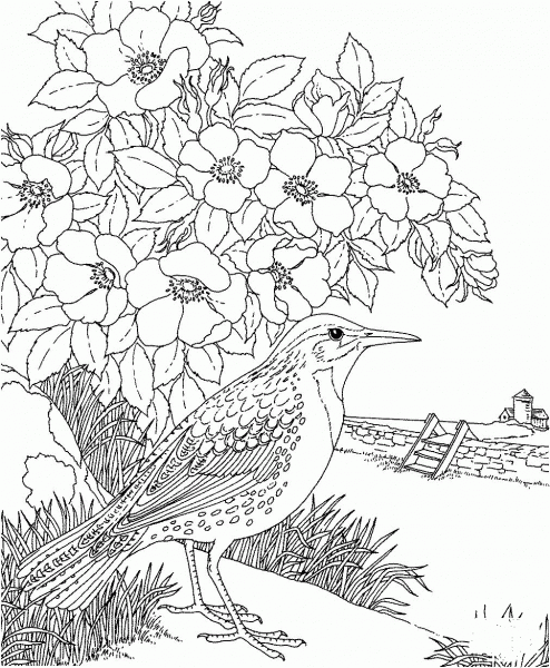 Meadowlark and Prairie Rose Dakota State Bird and Flower coloring page image