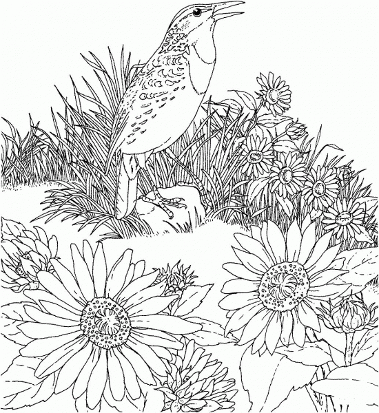Meadowlark and Wild Sunflower Kansas State Bird and Flower coloring page image