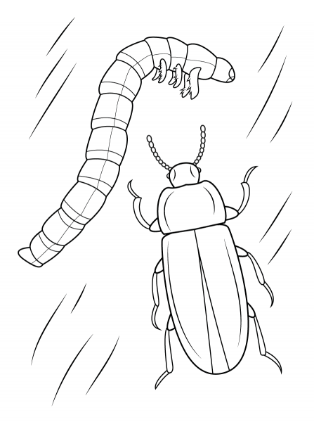 Mealworm Beetle And Larval coloring page image