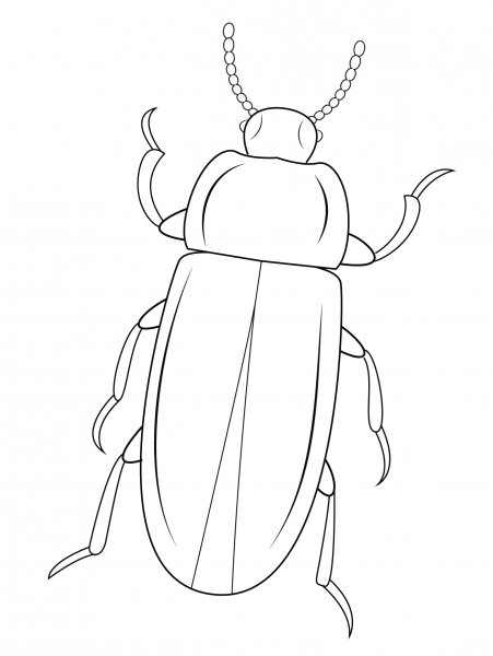 Mealworm Beetle coloring page image