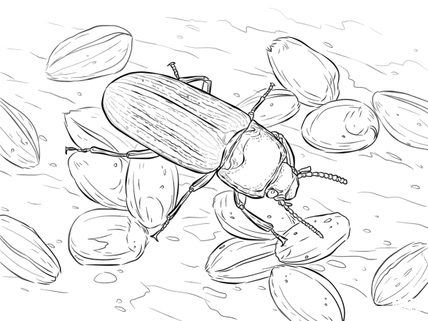 Mealworm Beetle coloring page image
