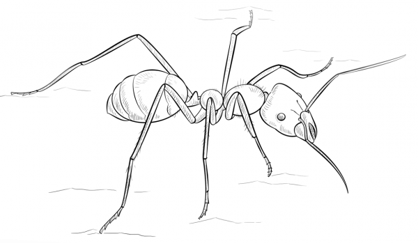 Meat eater ant coloring page image