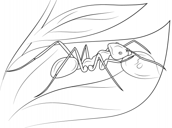 Meat Eater Ant coloring page image