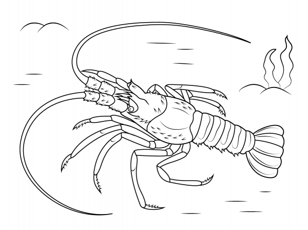 Mediterranean Lobster coloring page - ColouringPages