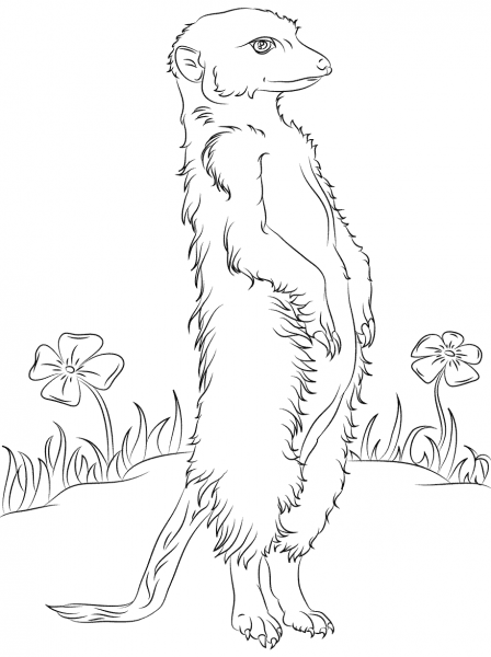 Meerkat and Flowers coloring page image