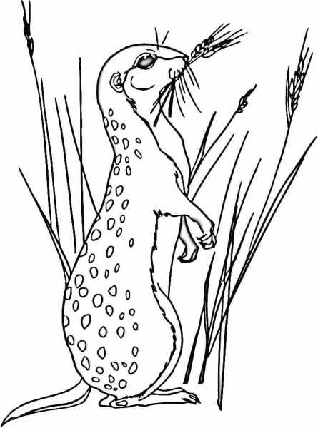Meerkat in Grass  coloring page image