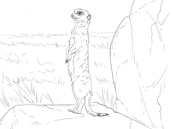 Meerkat on alert coloring page image