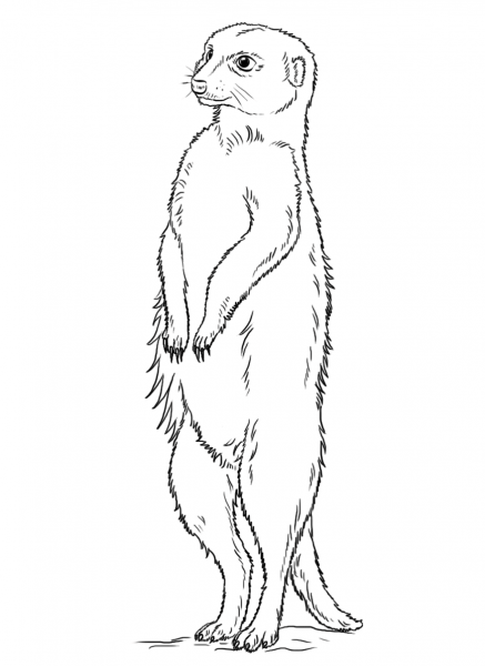 Meerkat standing coloring page image