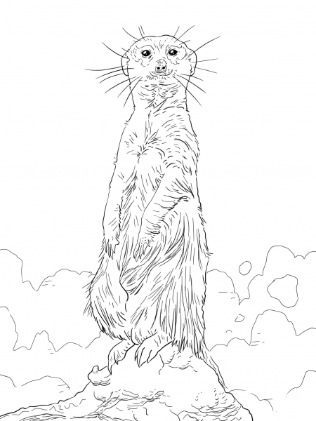 Meerkat Standing Upright coloring page image