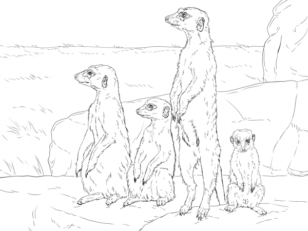 Meerkats standing up coloring page image