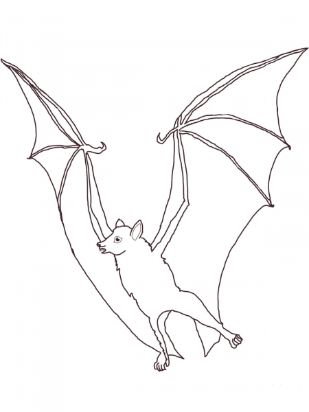 Megabat Flying Fox coloring page image