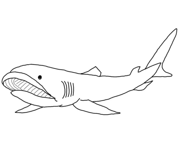 Megamouth Shark coloring page image
