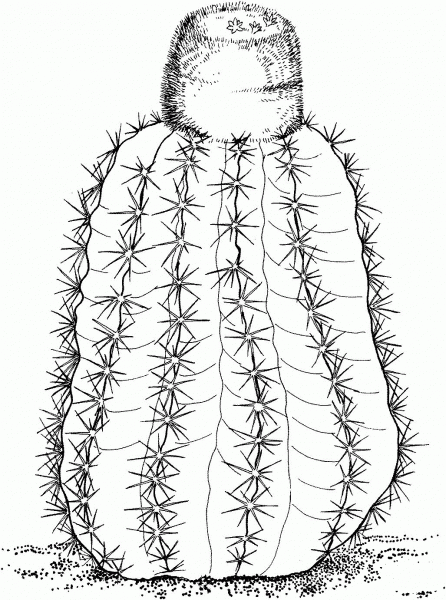 Melocactus intortus or Turk’s cap cactus coloring page image