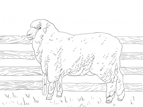 Merino Sheep coloring page image