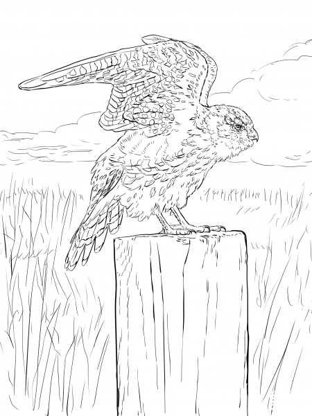 Merlin on a Post coloring page image