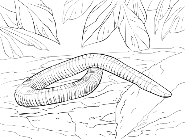 Mexican Burrowing Caecilian coloring page image