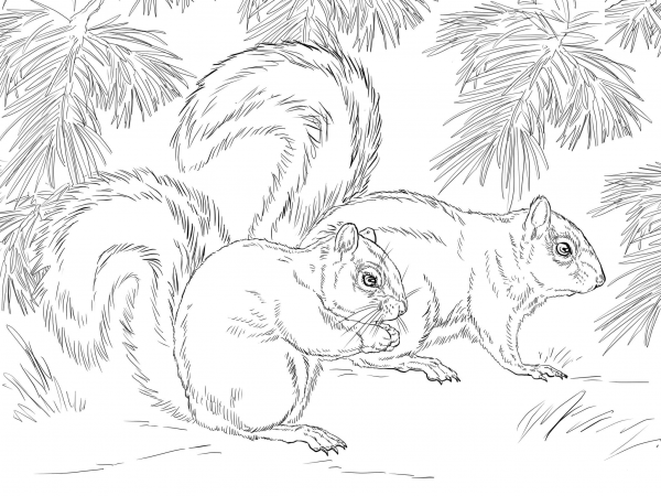 Mexican Fox Squirrel coloring page image