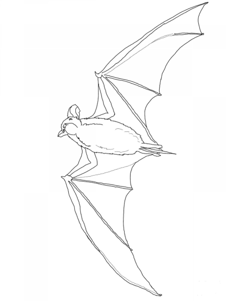 Mexican Free Tailed Bat coloring page image