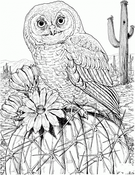 Mexican Spotted Owl on Cactus coloring page image
