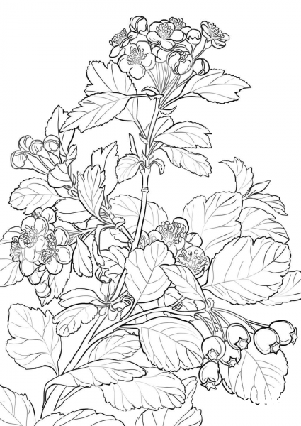 Midland Hawthorn coloring page image