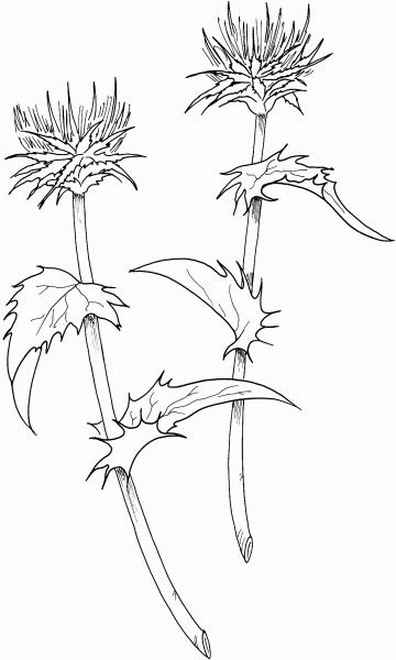 Milk Thistle coloring page image