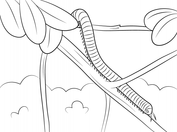 Millipede Domenica coloring page image