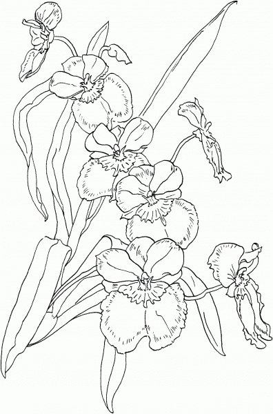 Miltonia Pansy Orchid coloring page image