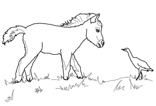 Miniature Horse Foal and Bird coloring page image