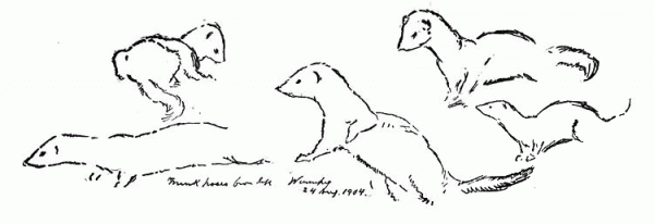Mink 1 coloring page image