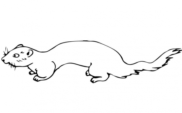 Mink coloring page image