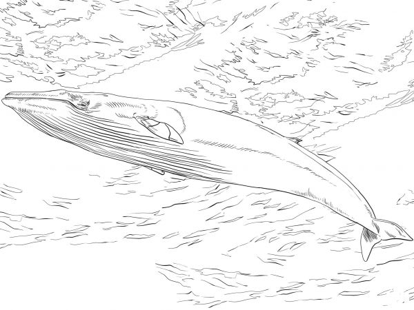 Minke Whale coloring page image