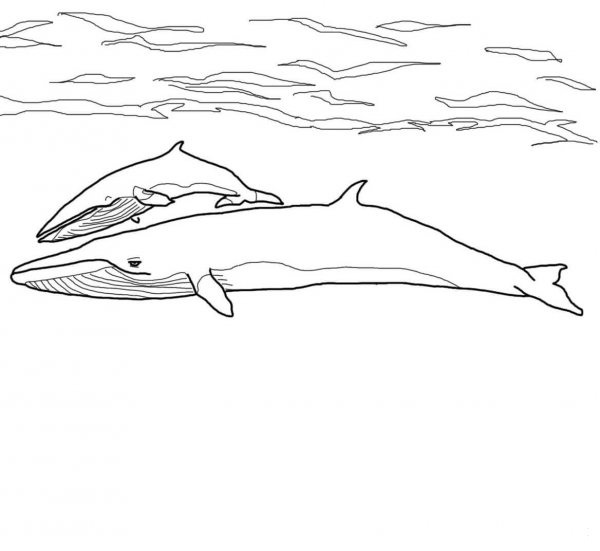 Minke Whale Mother and Baby coloring page image
