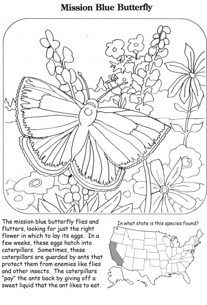 Mission Blue Butterfly coloring page image