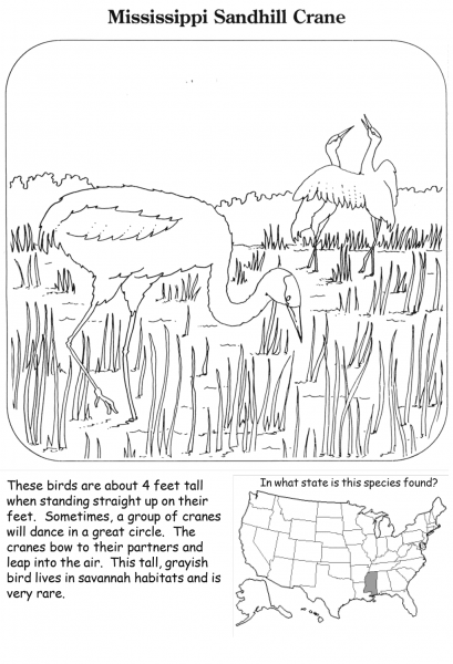 Mississippi Sandhill Crane coloring page image