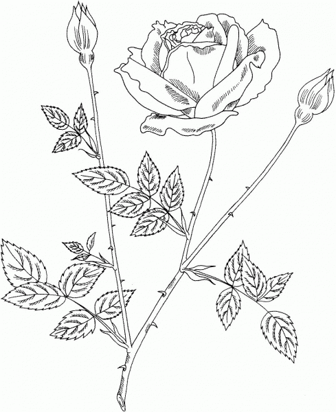 Mister Lincoln Hybrid Tea Bush Rose coloring page image